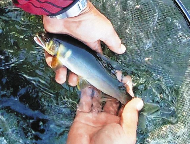 バリバス ハイブリッド メタマックス まとめ売り 即日発送