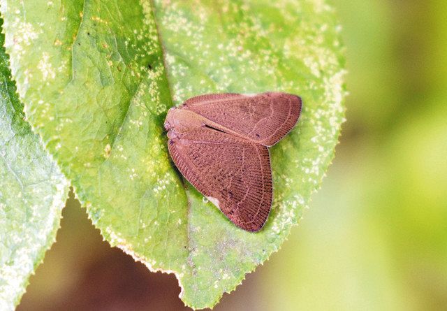東南アジア分布の外来種を岐阜で確認 川上・聖徳学園大教授「被害が出ないか注意必要」:中日新聞Web
