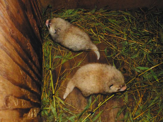 ６年ぶり赤ちゃん誕生 長野 茶臼山動物園のレッサーパンダ 中日新聞web