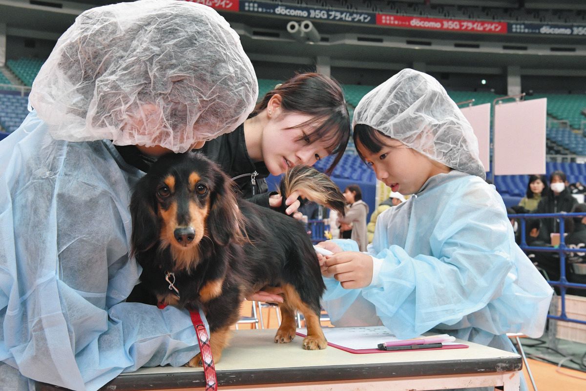 バンテリンドームに愛犬が大集合！ 「わんにゃんドーム2024」：中日新聞Web