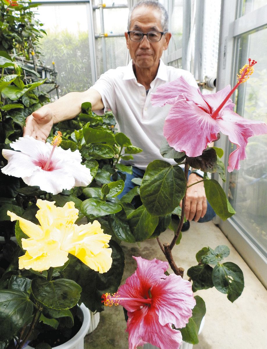 大輪のハイビスカスお出迎え 浜松でオープンガーデン：中日新聞しずおかWeb