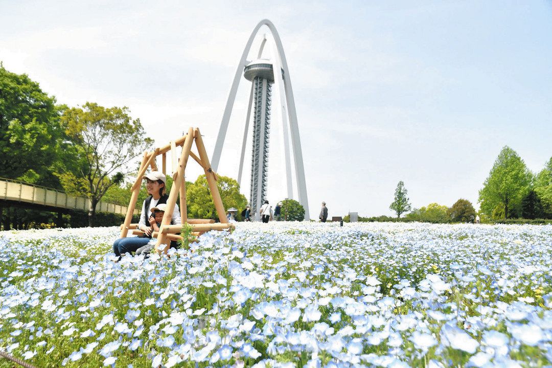 満開のネモフィラ、138タワーと共演 一宮で3万6千株：中日新聞Web