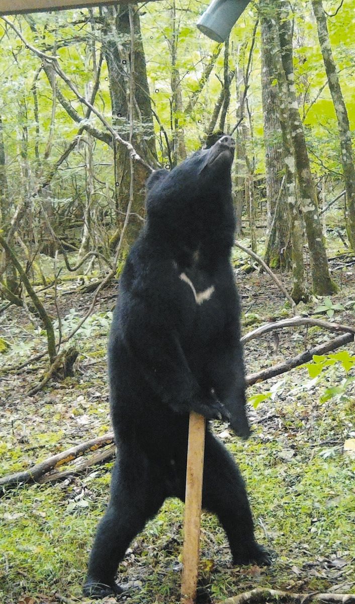 静岡県、クマの管理へ初の計画案提示 3つのゾーンを設定、「共存」も