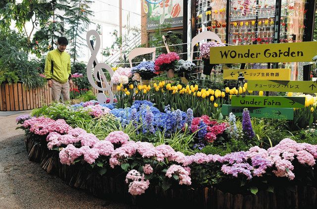 チューリップとアジサイ競演 砺波の四季彩館：北陸中日新聞Web