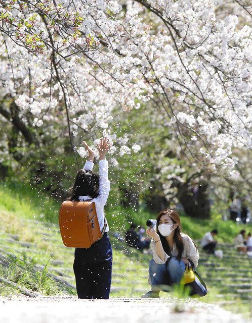 ランドセルに花吹雪 親子連れが記念撮影 中日新聞しずおかweb