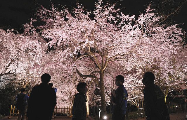 昼間と違う趣と風情 東山動植物園で２日から桜ライトアップ 中日新聞web