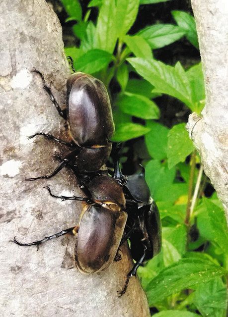 木に集まるカブトムシ＝浜松市南区で（武藤文美さん提供） 