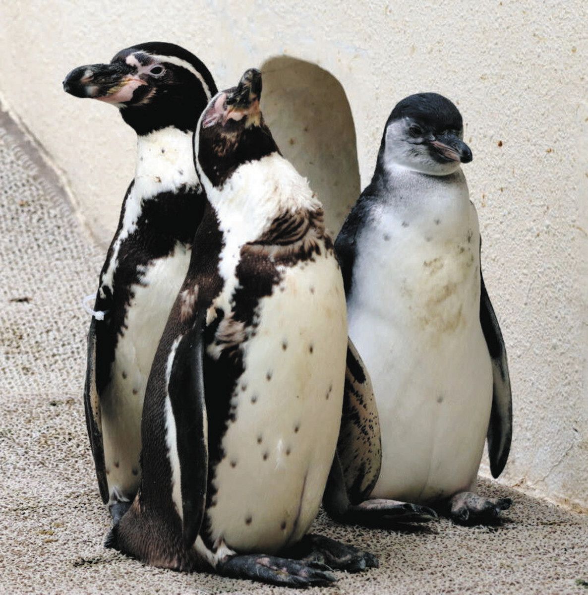 ペンギンひな スクスク成長中　ファミリーパーク避難ペアの子２羽：北陸中日新聞Web