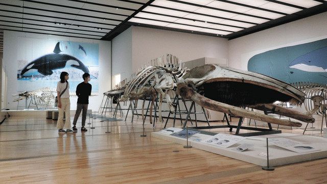 三重周辺のクジラやイルカ知って 県総合博物館で25種の骨格や写真展示