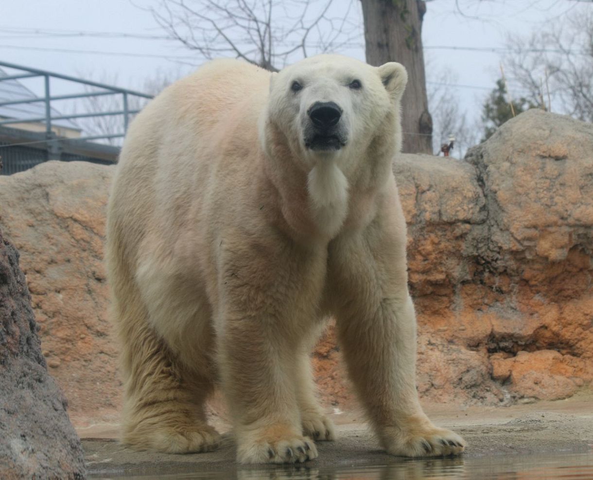 ホッキョクグマの「キャンディ」死ぬ 豊橋・のんほいパーク：中日新聞Web