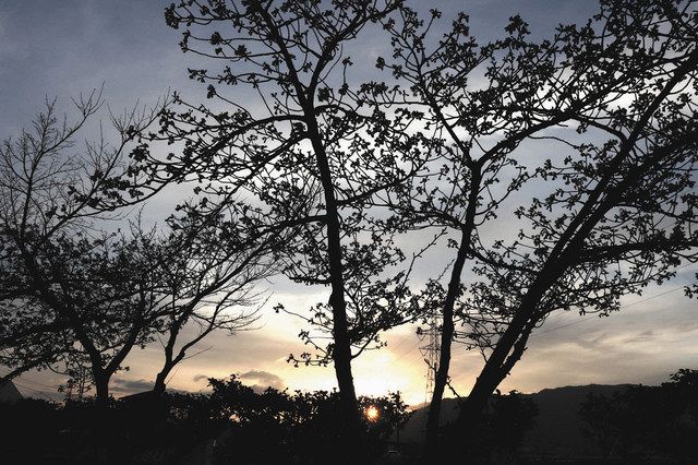 にしみの映える 神戸 夜叉堂の河津桜 中日新聞web