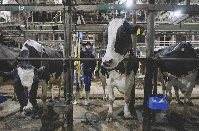 春には牛乳の生産量が増えるが、夏場は…＝３月、千葉県八千代市の「加茂牧場」で
