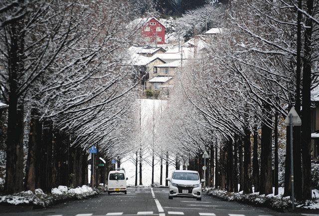 石川 並木道 雪で 花 咲く 北陸中日新聞web