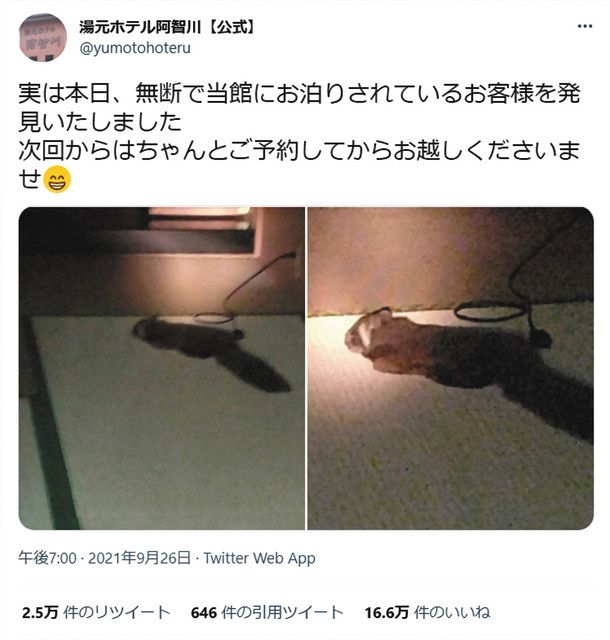 ムササビお泊まり 次回はご予約を 湯元ホテル阿智川が写真投稿 話題に 中日新聞web