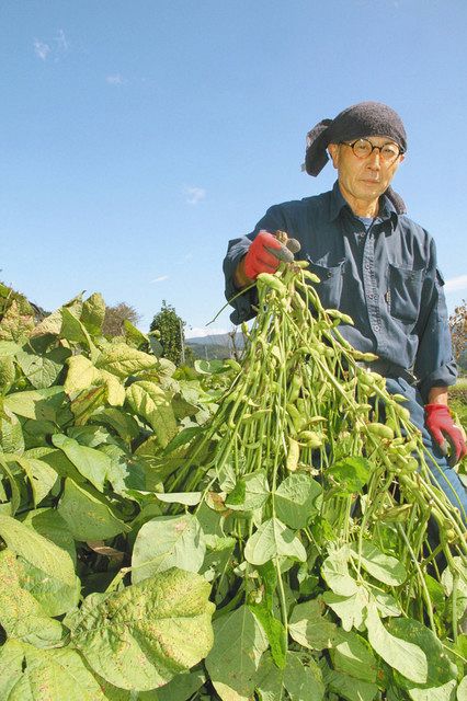 野向の枝豆 新たな特産に 兵庫 丹波産作付け 勝山の団体始動 日刊県民福井web