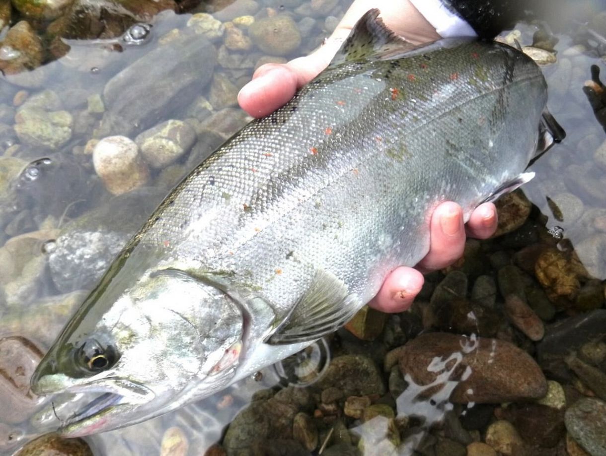 サツキマスの剝製 37cm （婚姻色） 銀化アマゴ 魚剥製