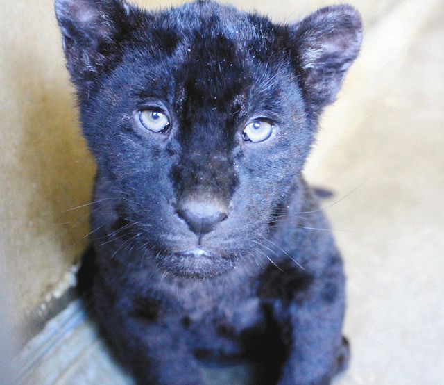 ジャガーの双子赤ちゃん 日本平動物園に会いに来て：中日新聞しずおかWeb