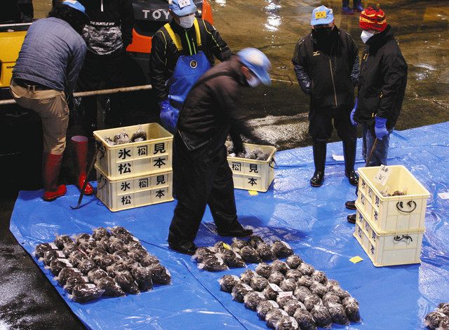 競りにかけられたナガラモ＝氷見魚市場で 