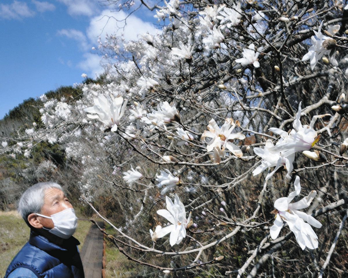 生きた化石・シデコブシが見頃 中津川の岩屋堂群生地：中日新聞Web