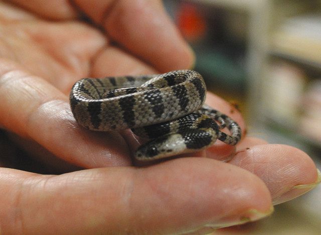 幻のヘビ「シロマダラ」捕獲 名古屋短大の辻准教授：中日新聞Web