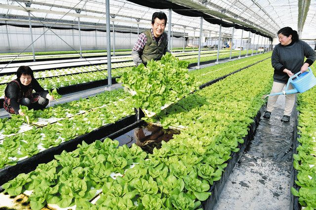 尾張まち物語＞ 飛鳥・渚地区（2） 悲劇乗り越え水耕栽培：中日新聞Web