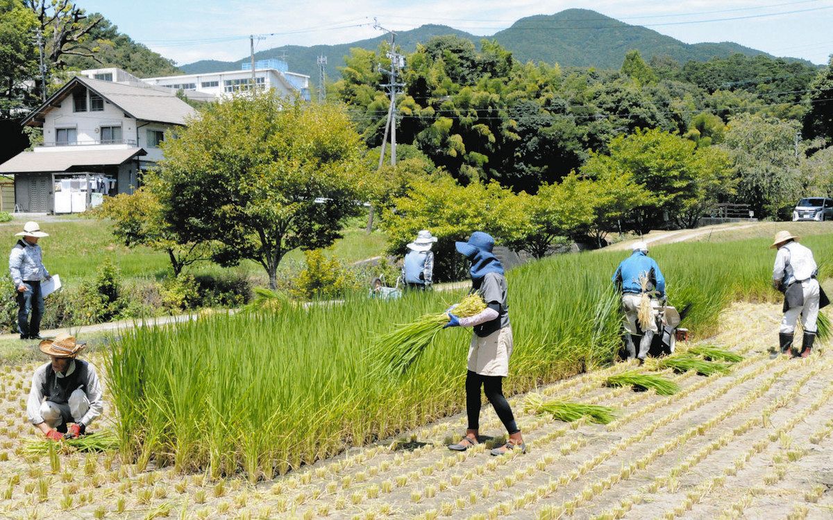 天日干しホンダワラ　しめ縄 しめ縄つるし飾り台付 鏡餅 (シメナワツルシカザリダイヅケ