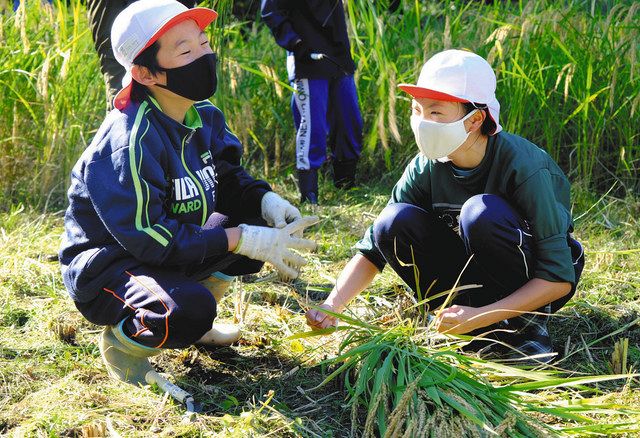 力を合わせて収穫した稲を束ねる児童ら＝伊那市ますみヶ丘の伊那西小で 