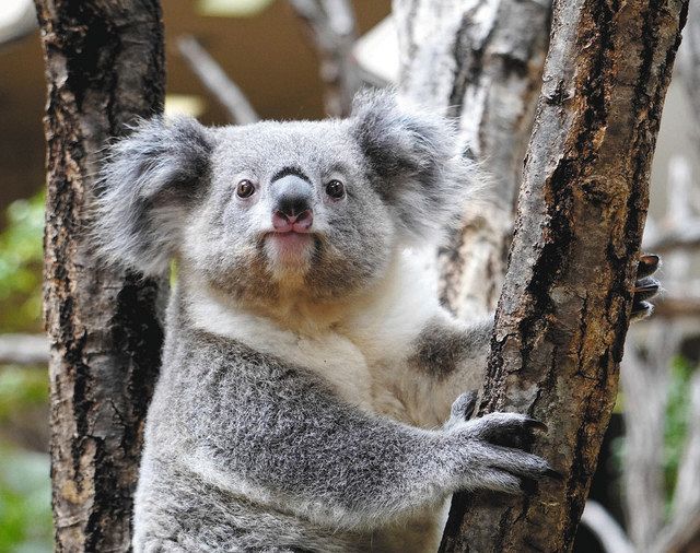 コアラが８年ぶり首位に 東山動植物園 人気動物ベスト１０ 中日新聞web
