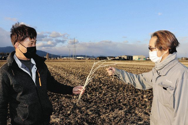みつひかり種子「今年は出荷せず」 生産元通告、一大産地の岐阜困惑