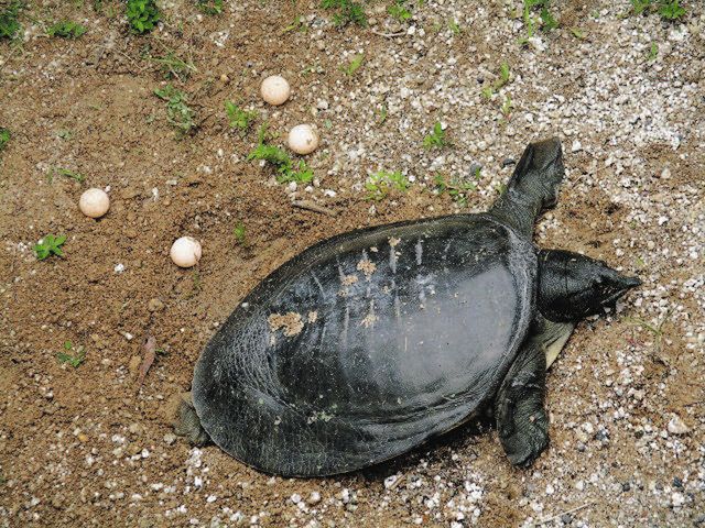 静岡県産イシガメの卵3個 (親違いです） - 魚類、水生生物