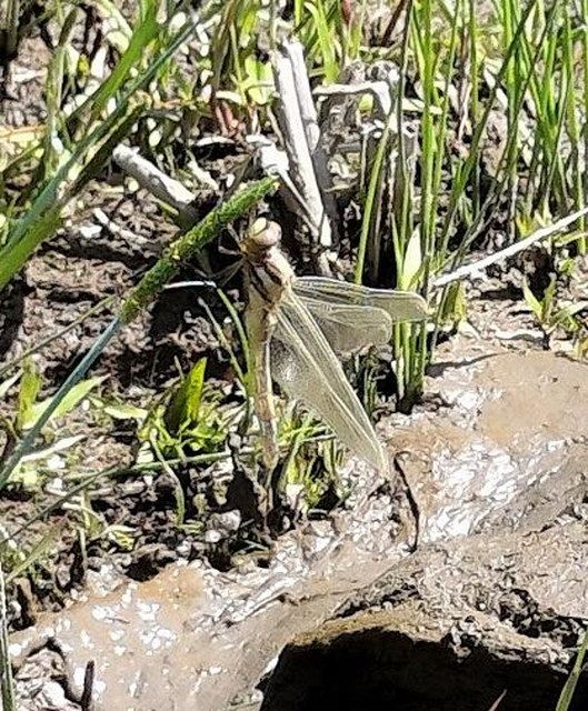 田んぼ記者 挑戦記】（5）多種多様 益虫だらけ：北陸中日新聞Web