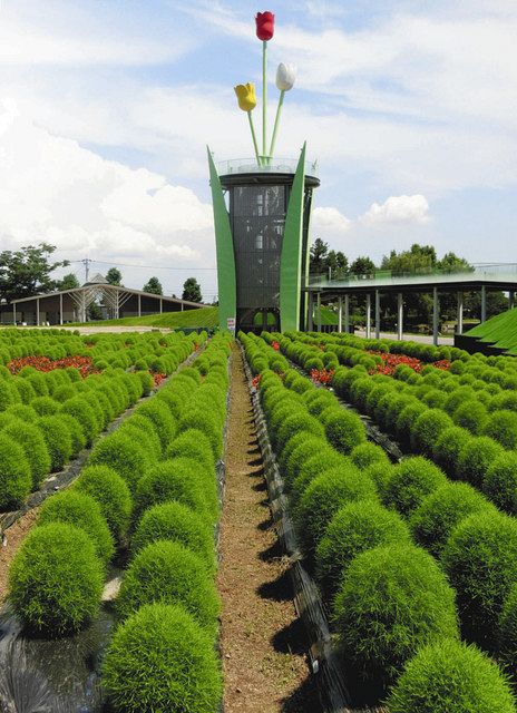 もこもこ 上から見ると 砺波チューリップ公園 北陸中日新聞web