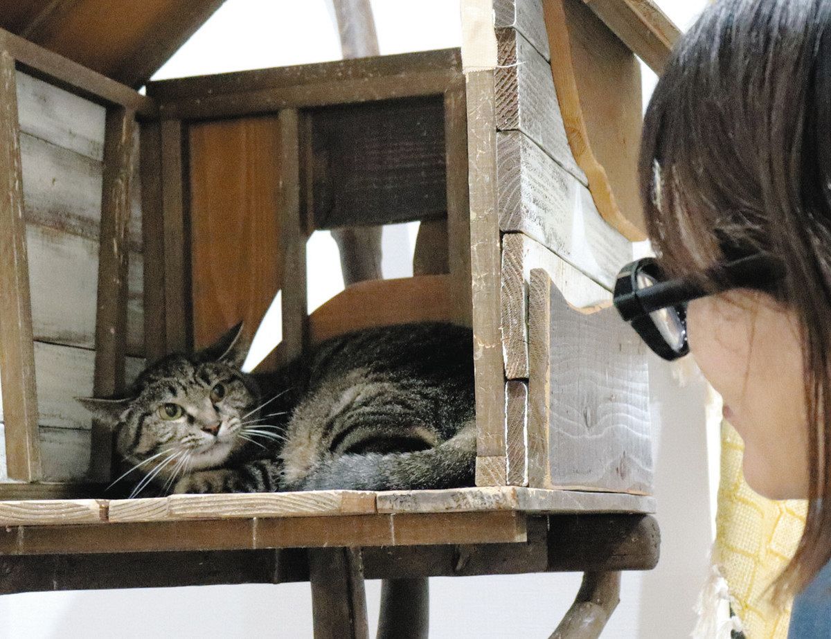 保護猫がはたらく会社」グッズを活動費に 「推し活」で猫も人もWin-Win 