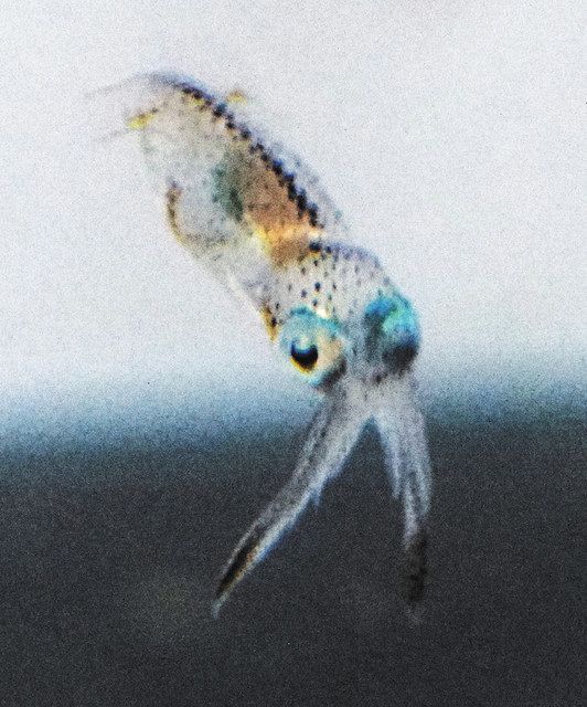 アオリイカの赤ちゃん展示 魚津水族館が初 北陸中日新聞web