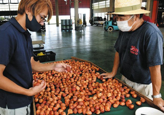 品質上々 チューリップ球根 砺波で集荷作業始まる 北陸中日新聞web