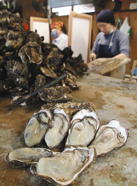 七尾湾の 海のミルク 中島で能登かき出荷始まる 北陸中日新聞web