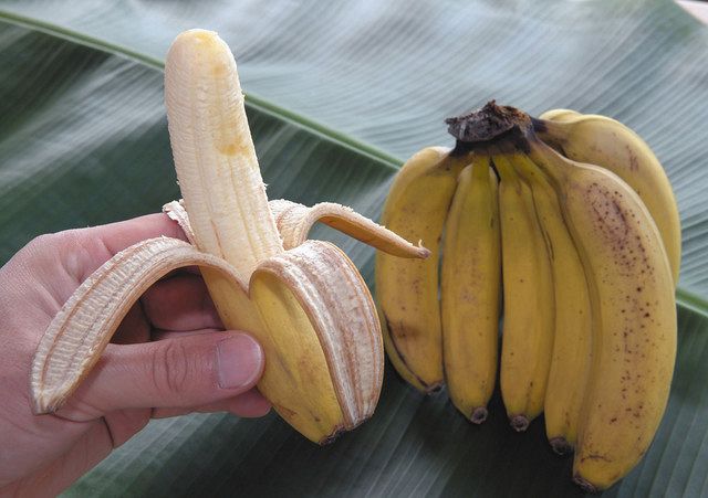 熟して食べごろになったバナナ。輸入物より小ぶりだが、味は濃厚という＝稲沢市祖父江町の稲沢フルーツ園で 