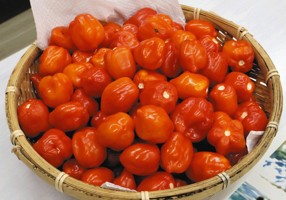 激辛「ハバネロ」熊野の特産に 収穫年3トン→10トン目標：中日新聞Web