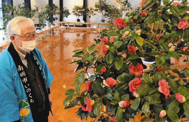 力強いツバキを見て元気出して いのくち椿まつり始まる 北陸中日新聞web