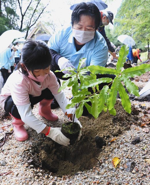 広葉樹の苗植える 甲賀 全国植樹祭盛り上げ 中日新聞web