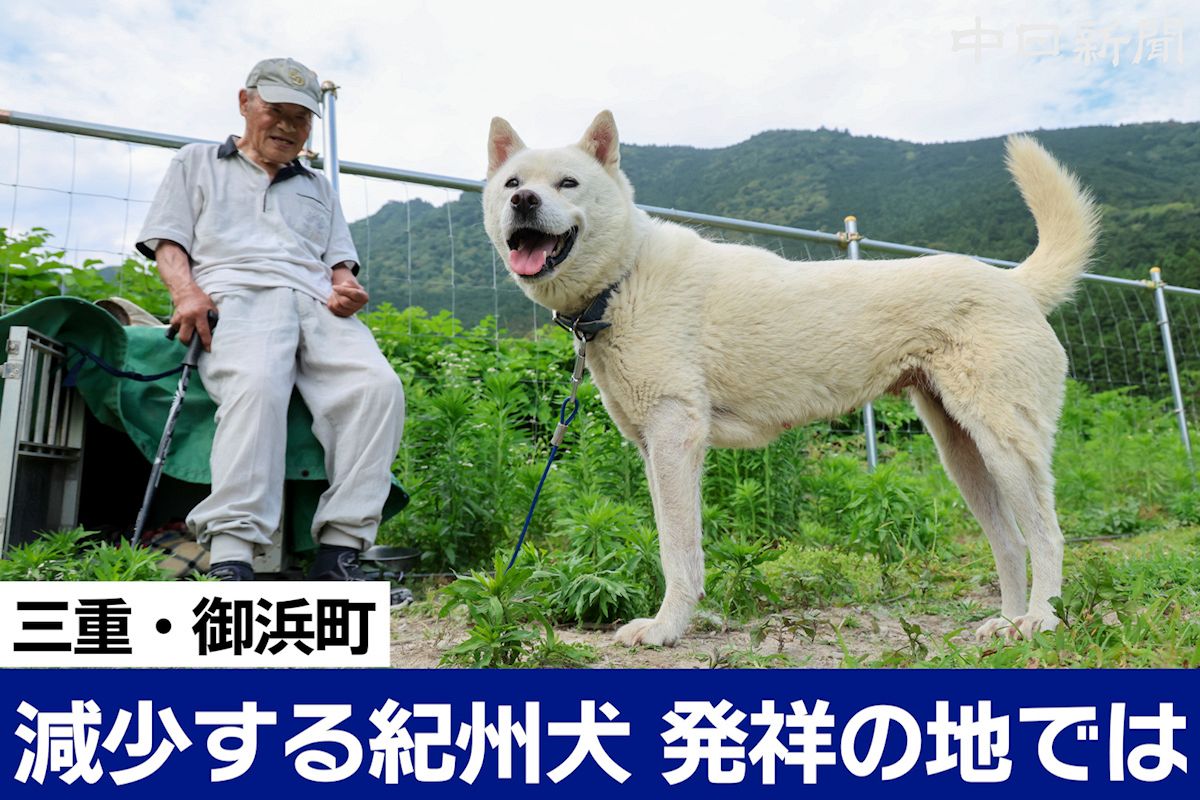 動画】紀州犬、発祥の地で残り2頭に 三重県御浜町、長年飼育の愛犬家