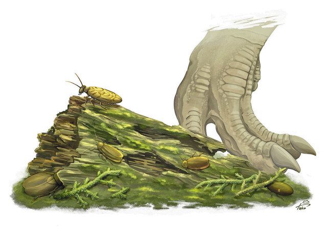 勝山で新種の化石 ゴキブリ3種類：日刊県民福井Web