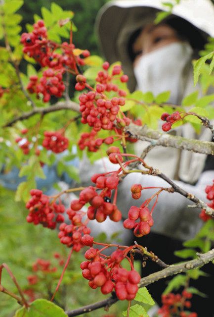 楽天市場】【24時までのご注文で翌営業日発送】花山椒100g【花