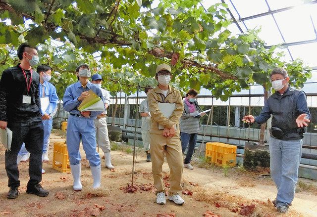 ブドウのハウスで遠藤一嗣さん（右）の説明を聴く生徒たち＝小矢部市水島で 