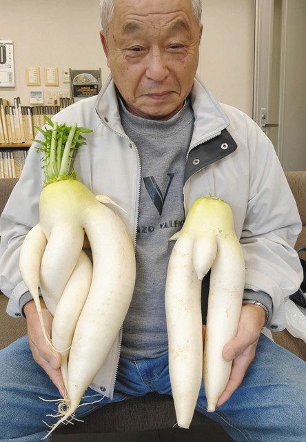 脚がたくさん 立派な大根 七尾の山下さん収穫 北陸中日新聞web 脚がたくさん 立派な大根 七尾の山下さん収穫 北陸中日新聞web