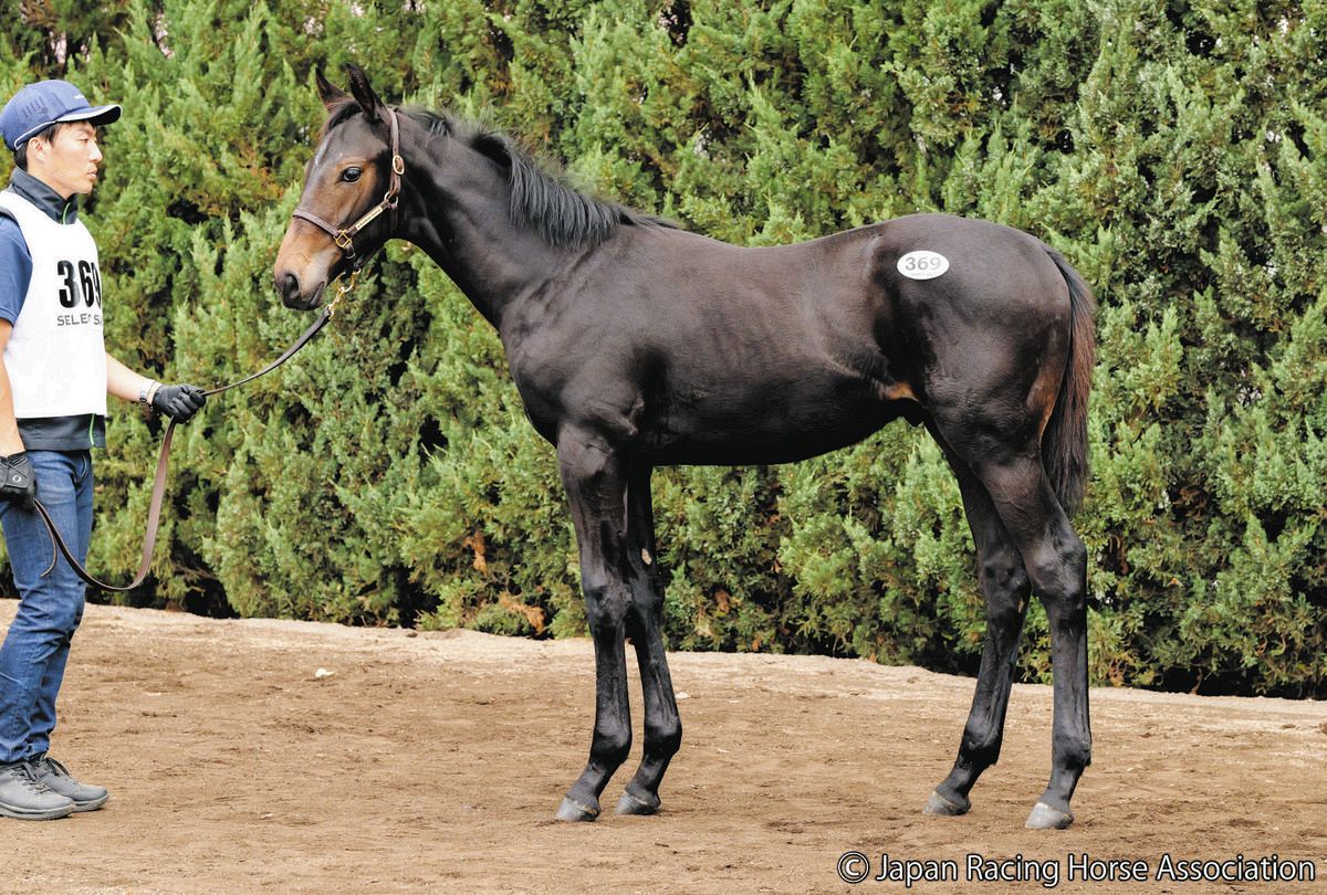 2024キズナ産駒　馬主の権利　合計13万円分　競馬　蹄　ゼッケン　ムチ 2024キズナ産駒 馬主の権利 合計13万円分 競馬 蹄 ゼッケン ムチ