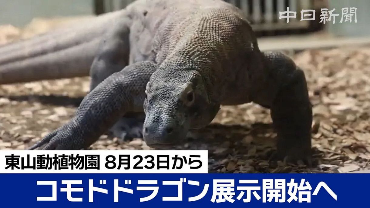 動画】のっそのっそ、ぺろり…コモドドラゴン「タロウ」23日一般公開
