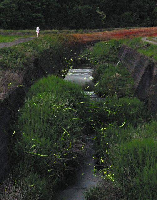 幻想的な光、ホタル舞う 福井・未更毛川：中日新聞Web