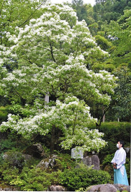 石川 ナンジャモンジャ ふわふわ白い花 白山比咩神社 北陸中日新聞web 石川 ナンジャモンジャ ふわふわ白い花 白山比咩神社 北陸中日新聞web