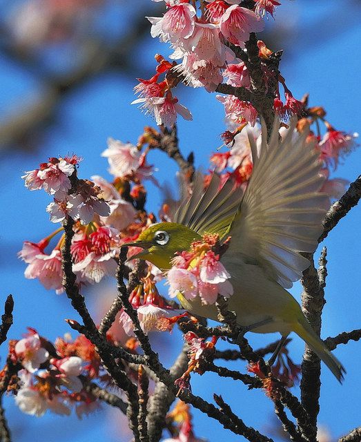 春のさえずり 浜松で満開のアタミザクラにメジロ 中日新聞しずおかweb 春のさえずり 浜松で満開のアタミザクラにメジロ 中日新聞しずおかweb